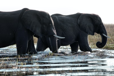 两只黑象在水中行走
